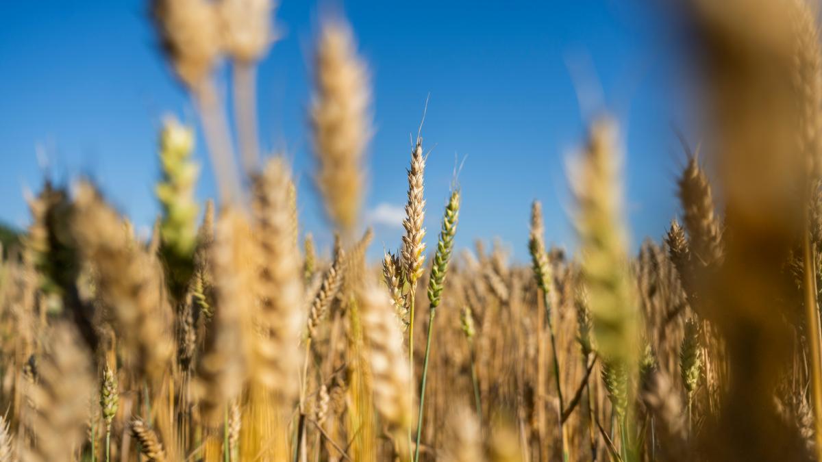 A view of a field of ripe wheat