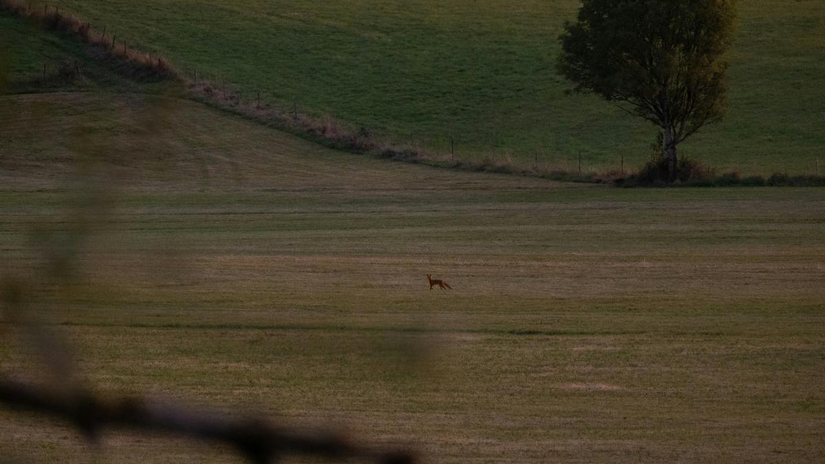 A lone animal walking across a grass covered field