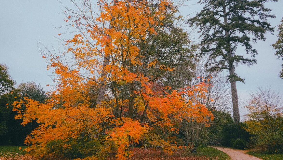 A tree with orange leaves on the ground