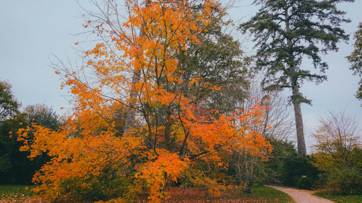A tree with orange leaves on the ground