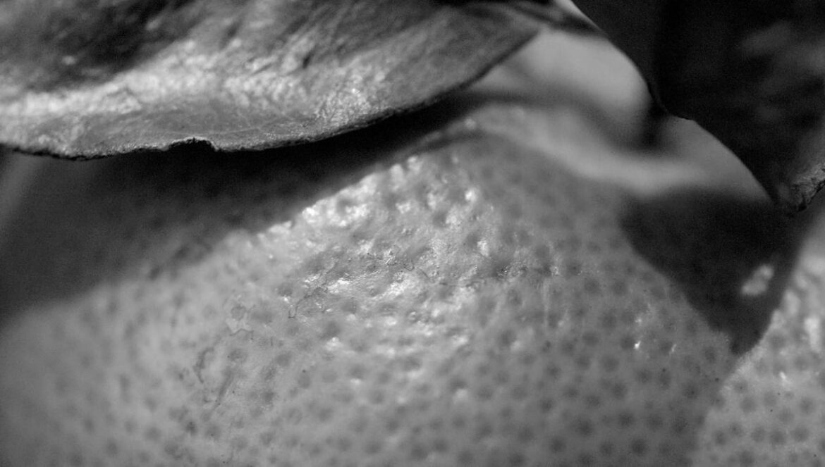 A black and white photo of an orange
