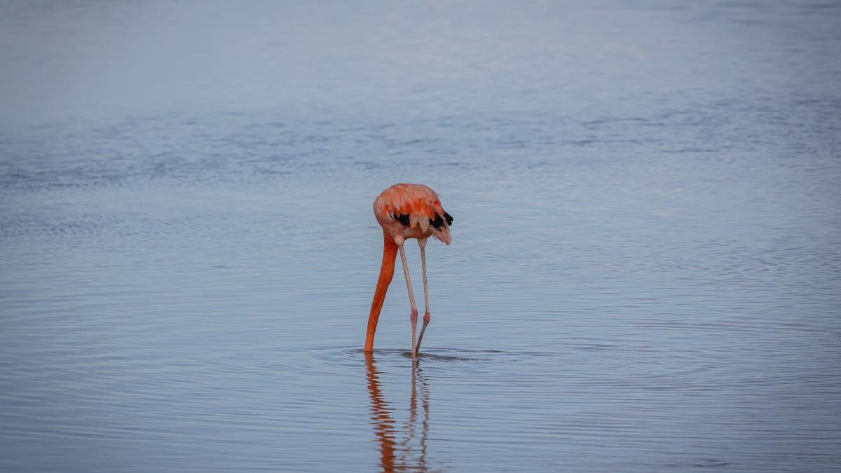 A flamingo standing in shallow water on a beach