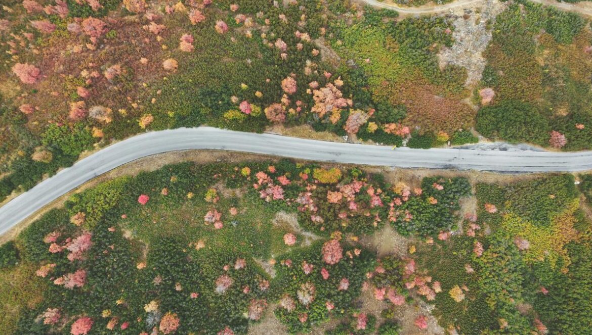 aerial photography of road between forest