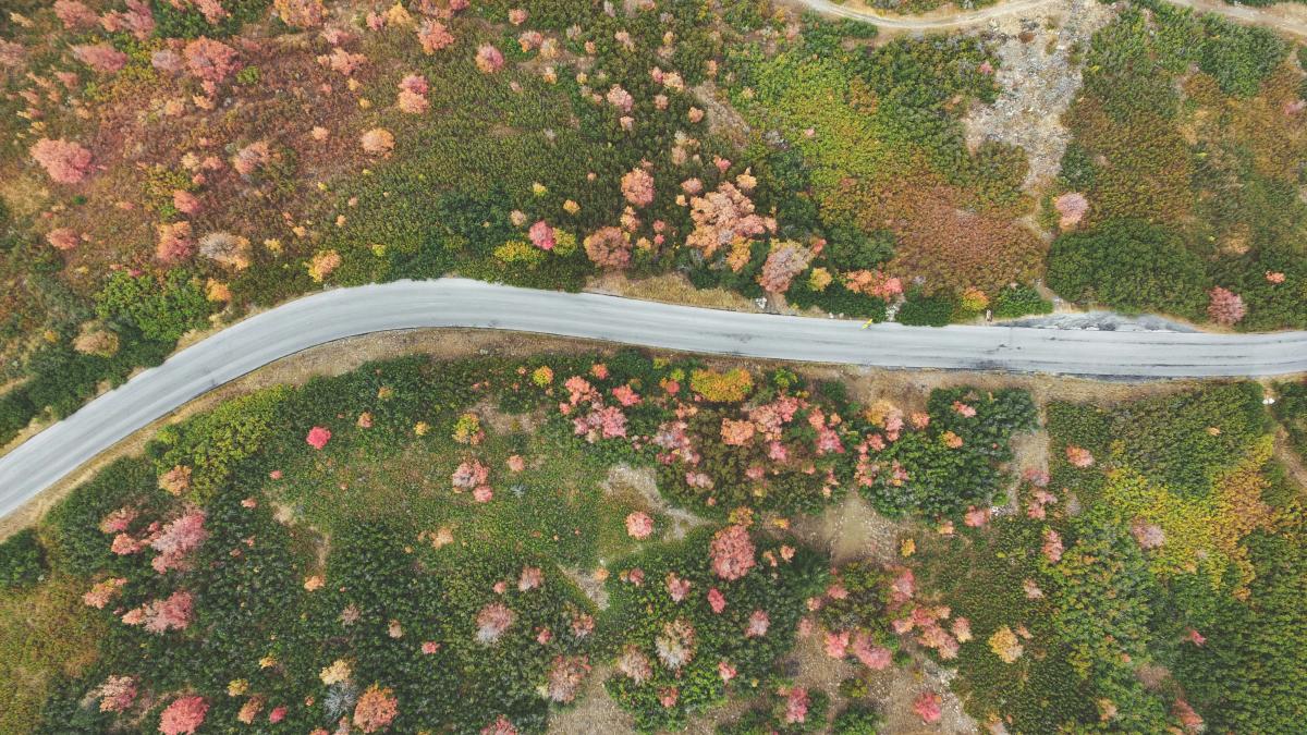 aerial photography of road between forest