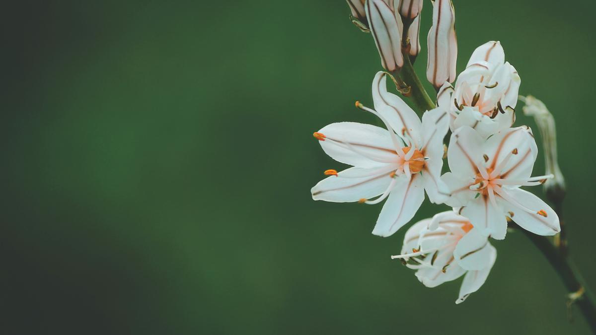 selective focus photography of white and orange petaled flower