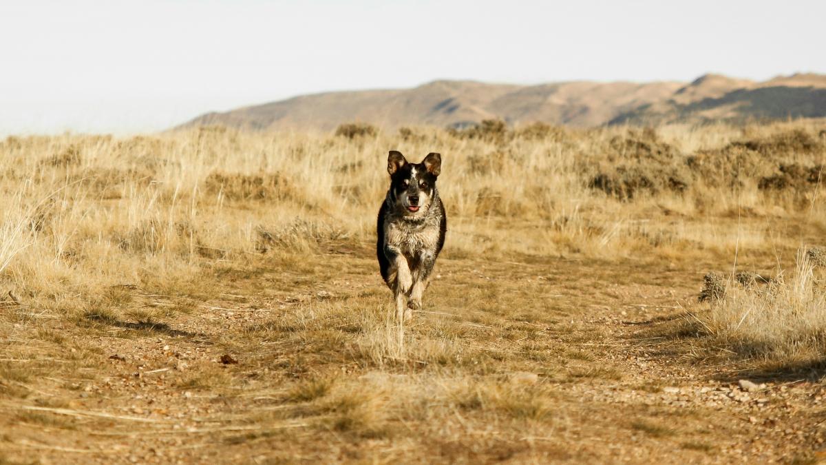 dog running on brown soil