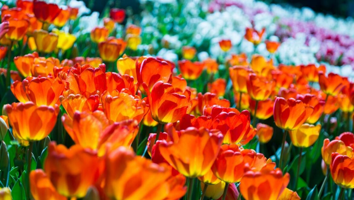 orange-and-red tulips