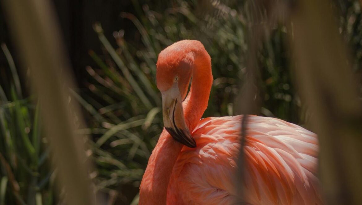 pink flamingo