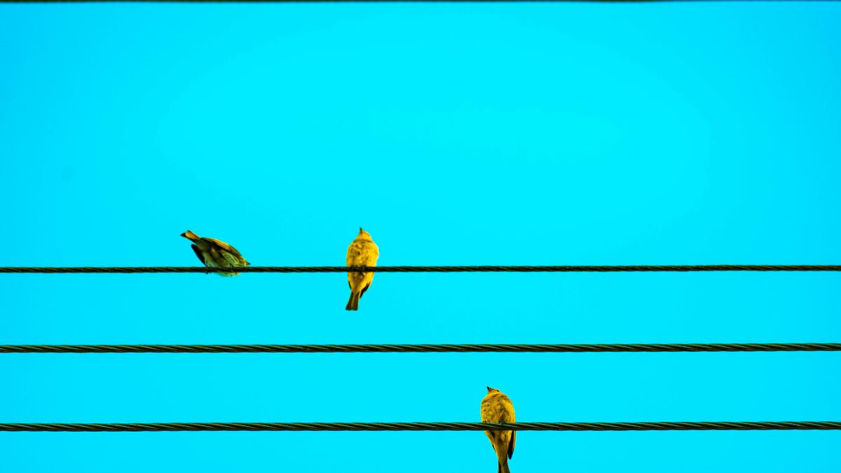 three birds on blue wire
