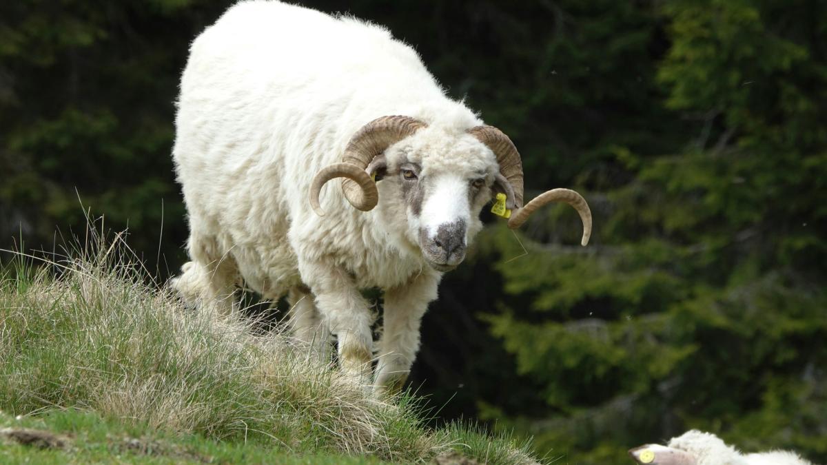 white sheep on green grass during daytime
