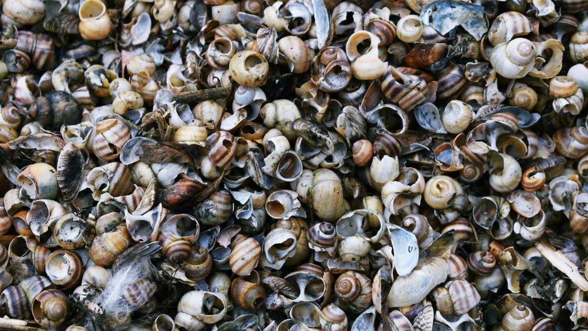 brown and black seashells on white sand during daytime