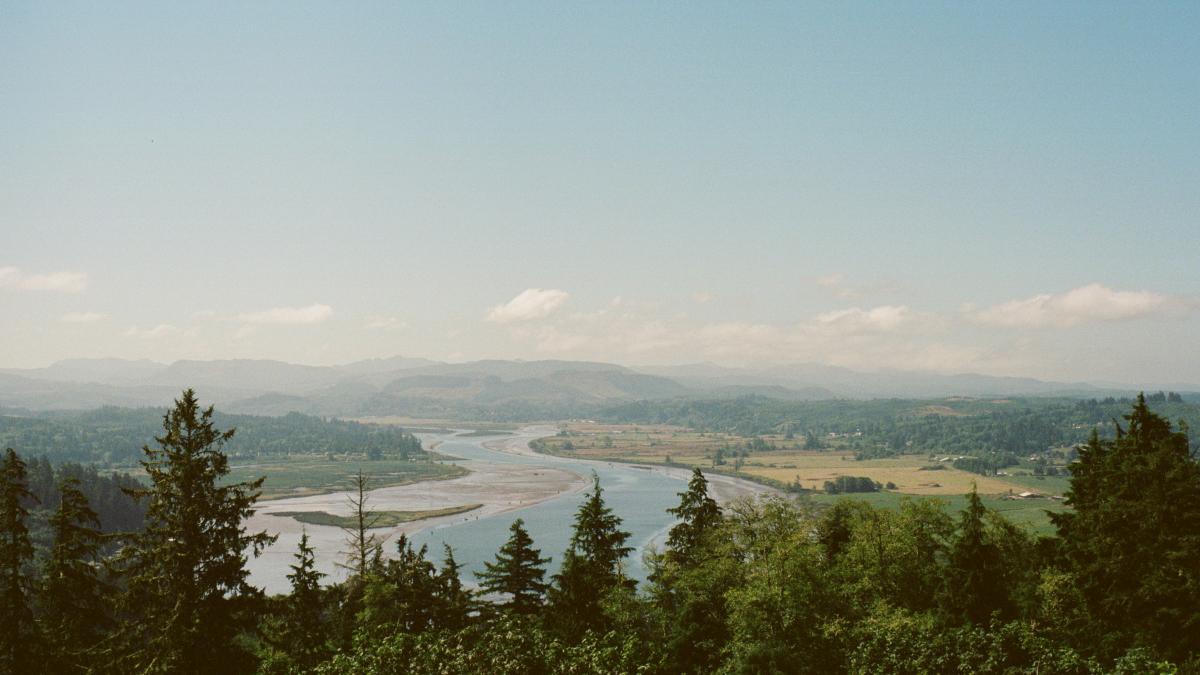 green trees near body of water during daytime