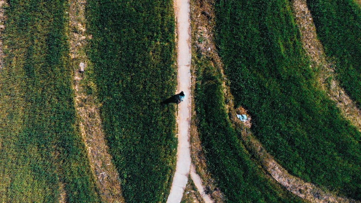 aerial view of green grass field