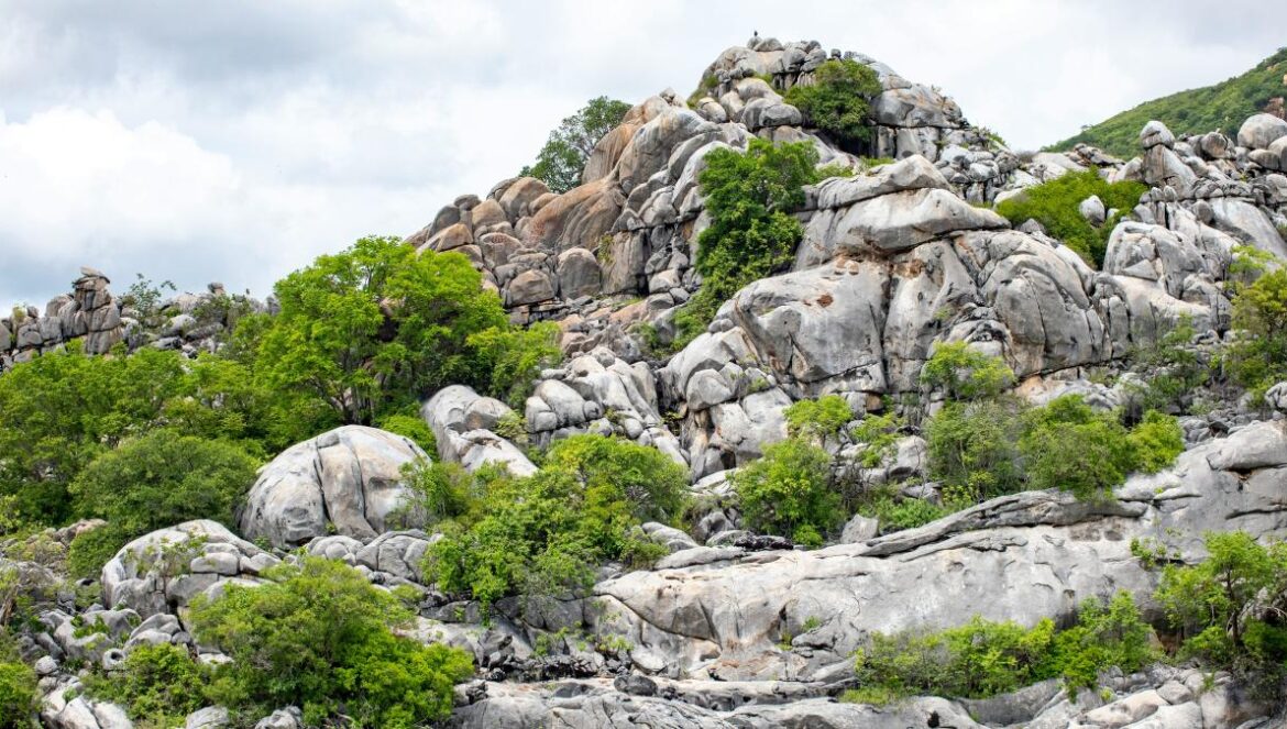 a rocky mountain with lots of trees growing out of it
