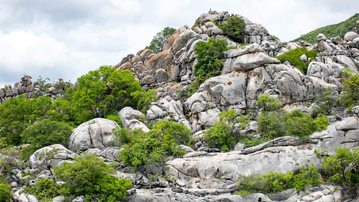 a rocky mountain with lots of trees growing out of it