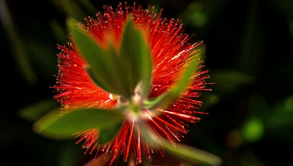 a red flower with green leaves in the background