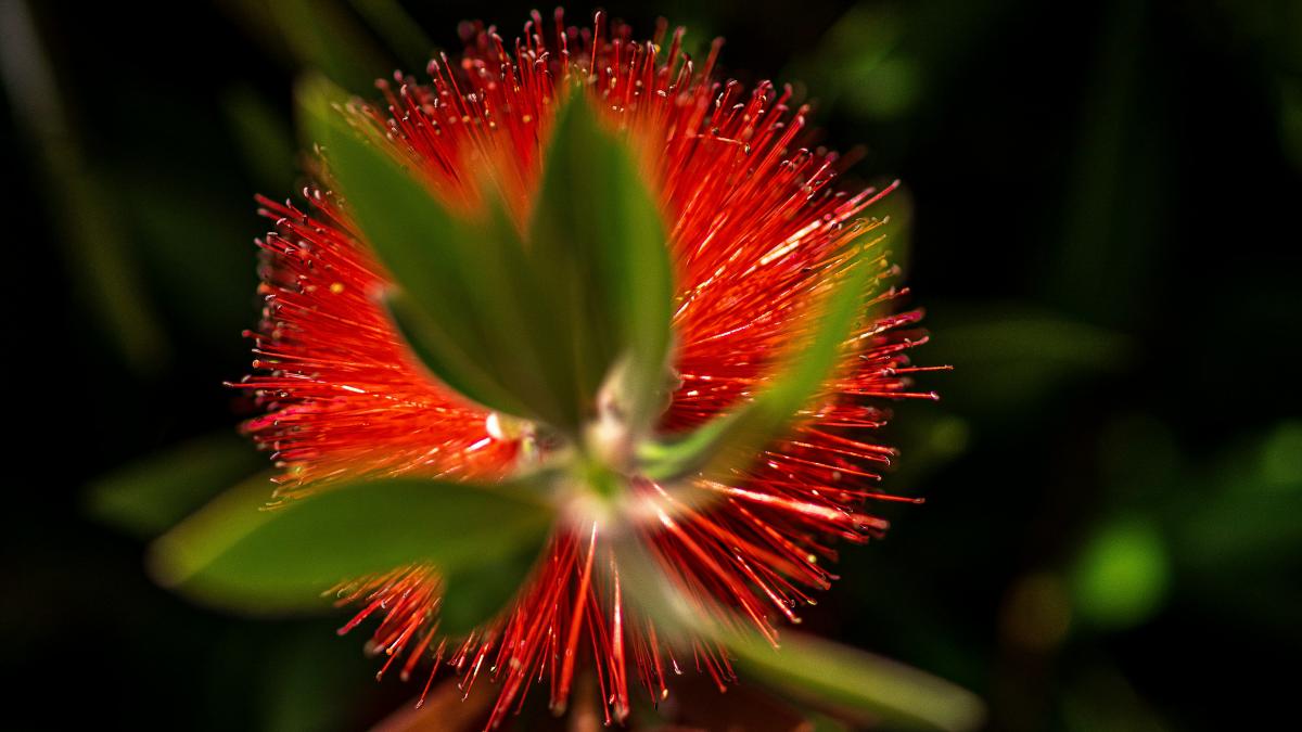 a red flower with green leaves in the background