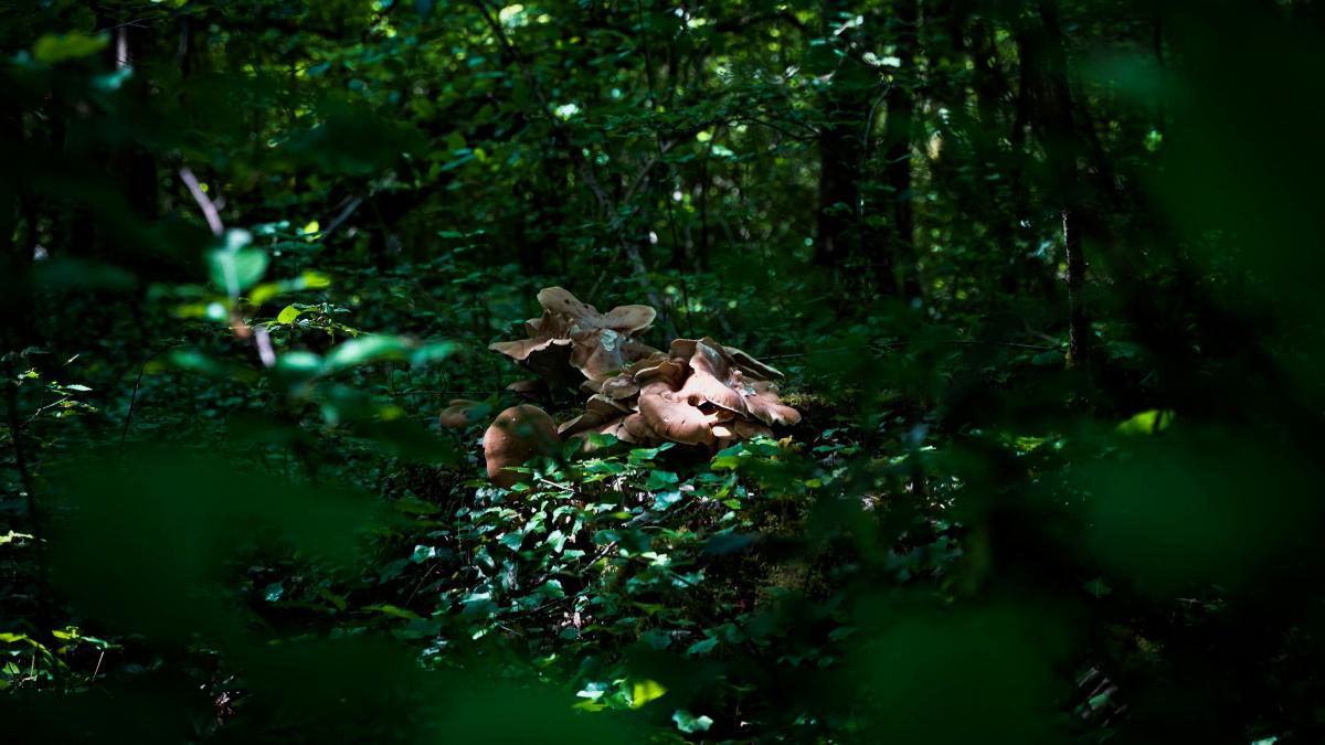 a large animal laying in the middle of a forest