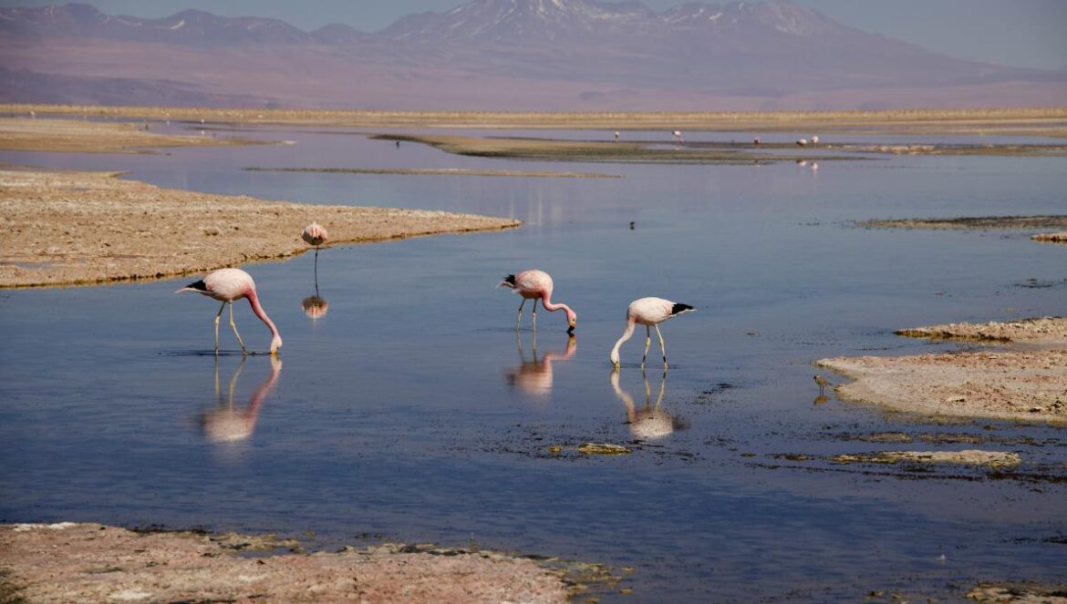 birds standing in water