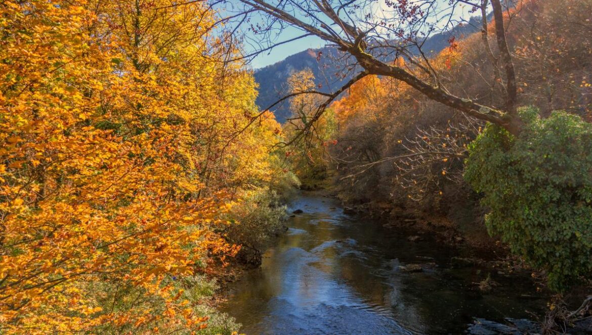 a river with trees around it