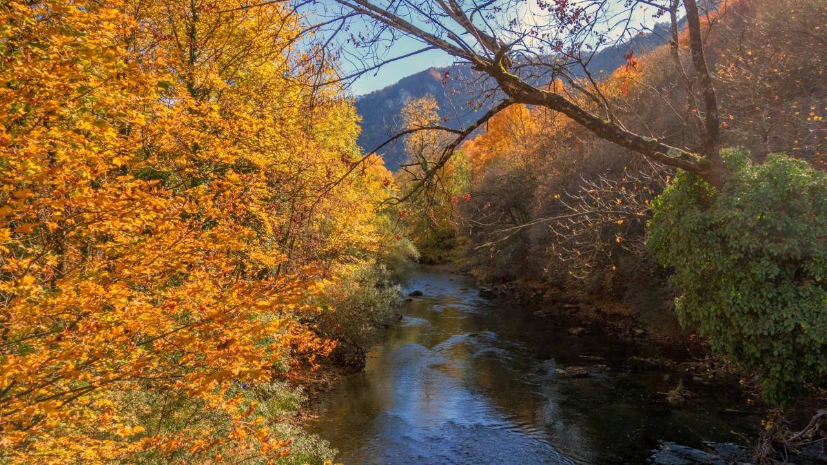 a river with trees around it