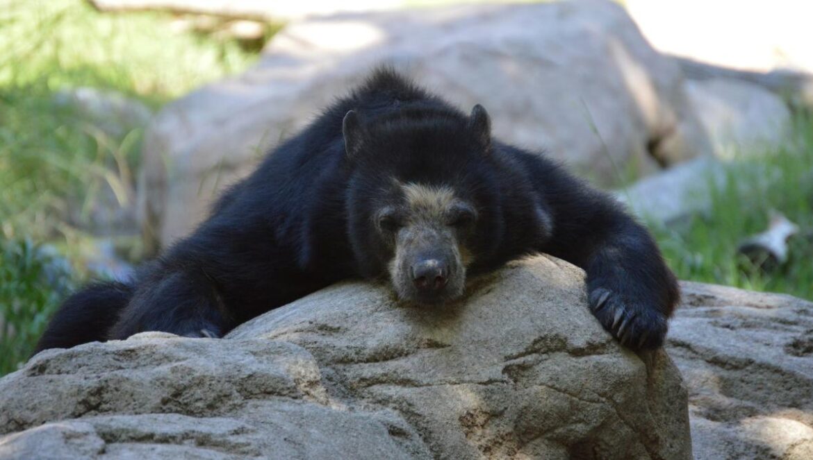 a bear laying on a rock