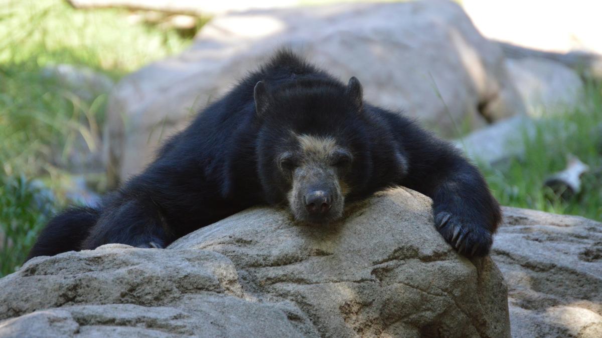 a bear laying on a rock