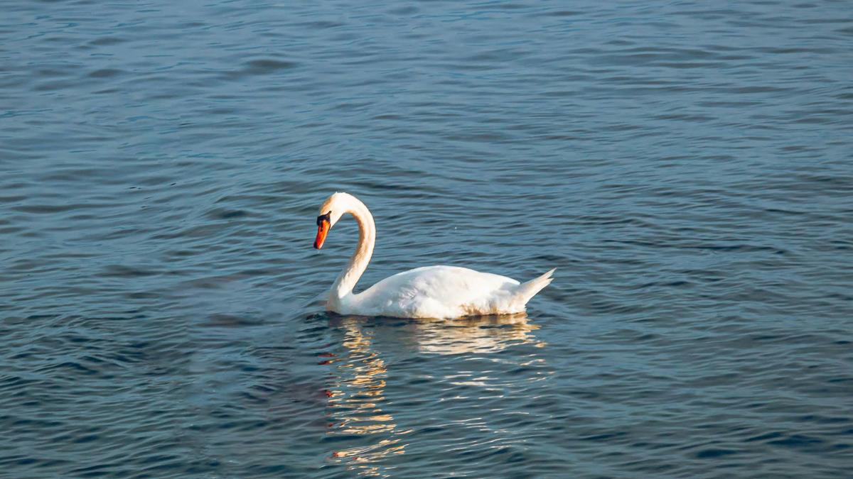 a white swan floating on top of a body of water