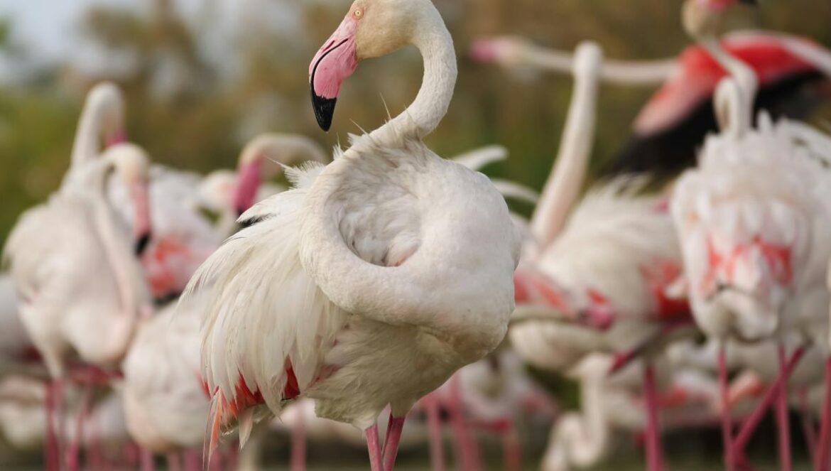 a group of flamingos standing next to each other