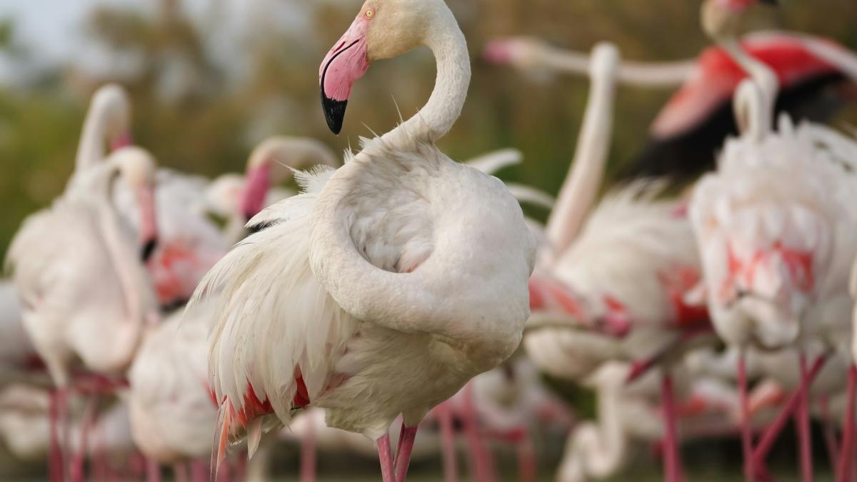 a group of flamingos standing next to each other