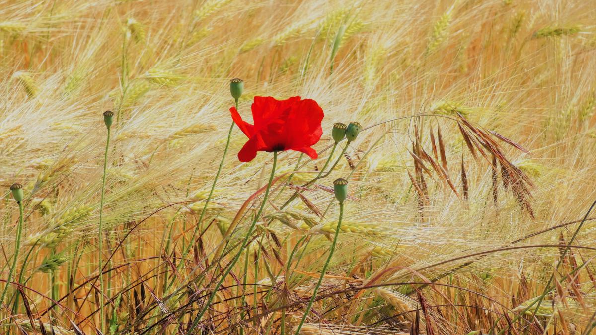 a red flower in a field of tall grass