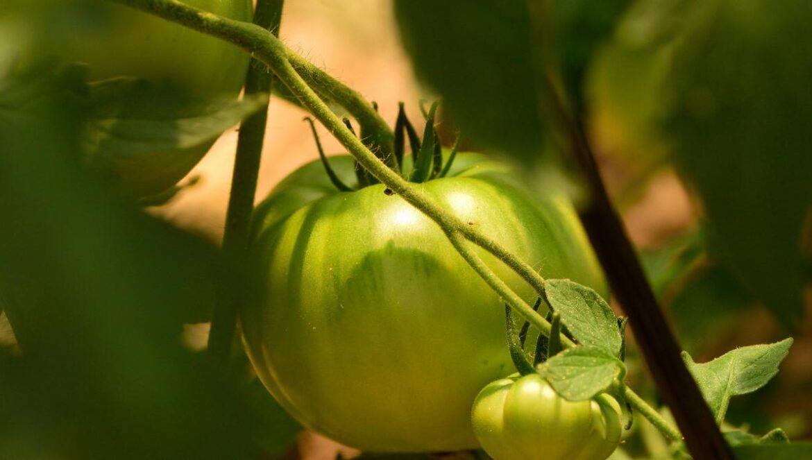 a close up of a green tomato on a plant