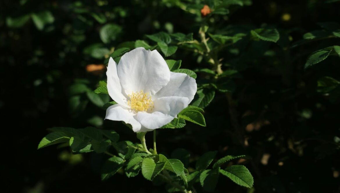 a white flower with green leaves in the background