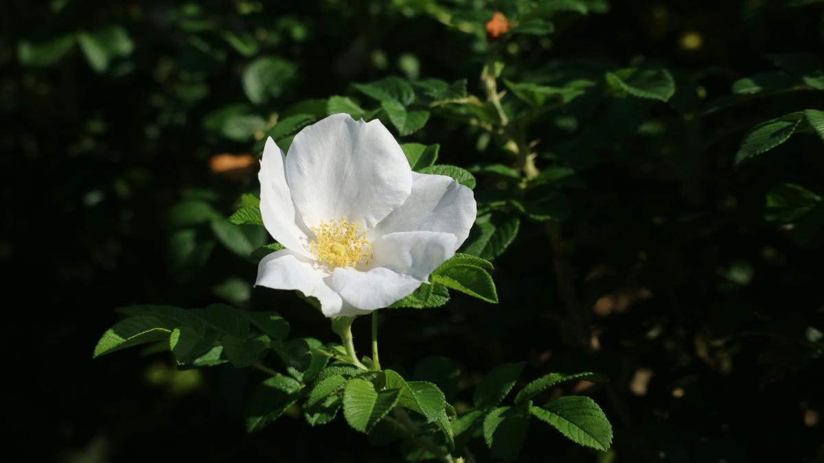 a white flower with green leaves in the background