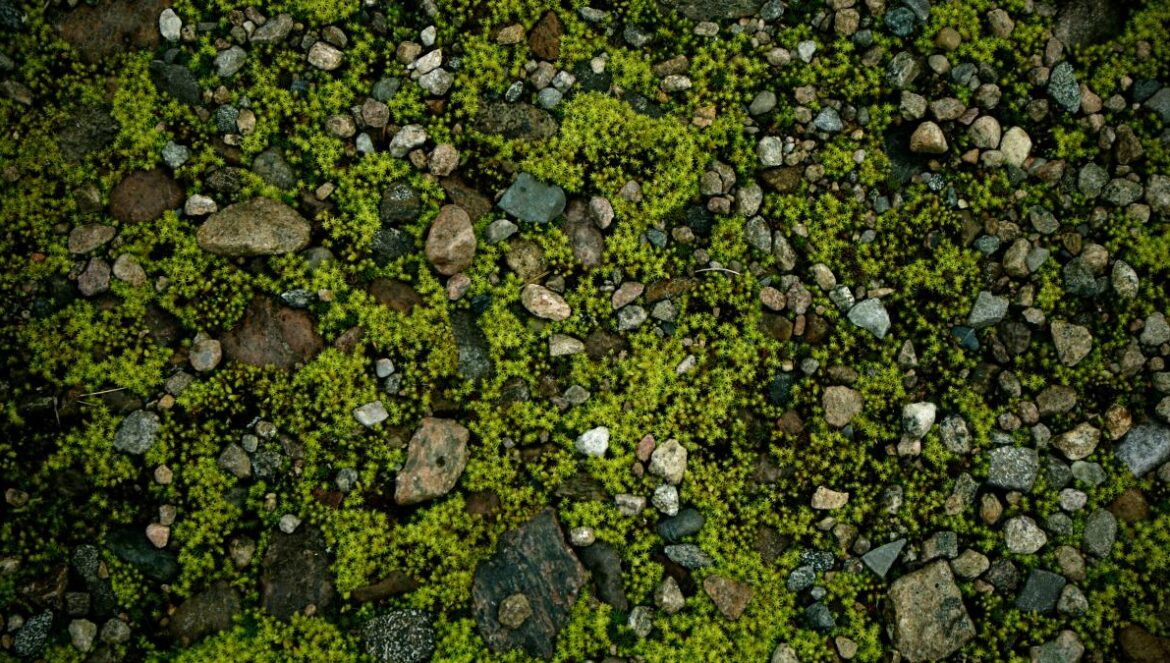 a patch of grass with rocks and grass growing on it