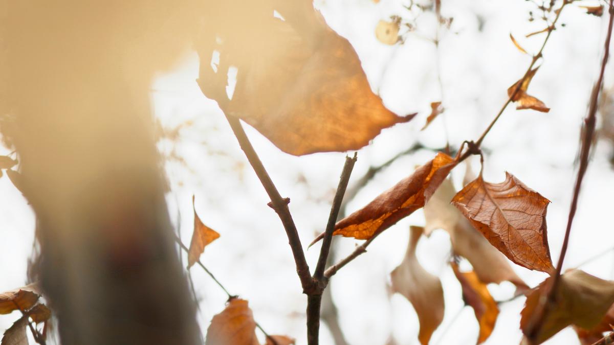 a tree with lots of leaves on it