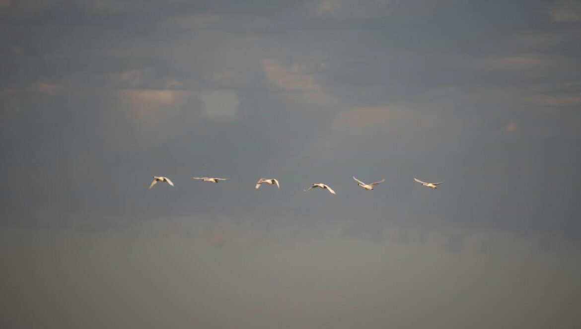 a flock of birds flying through a cloudy sky