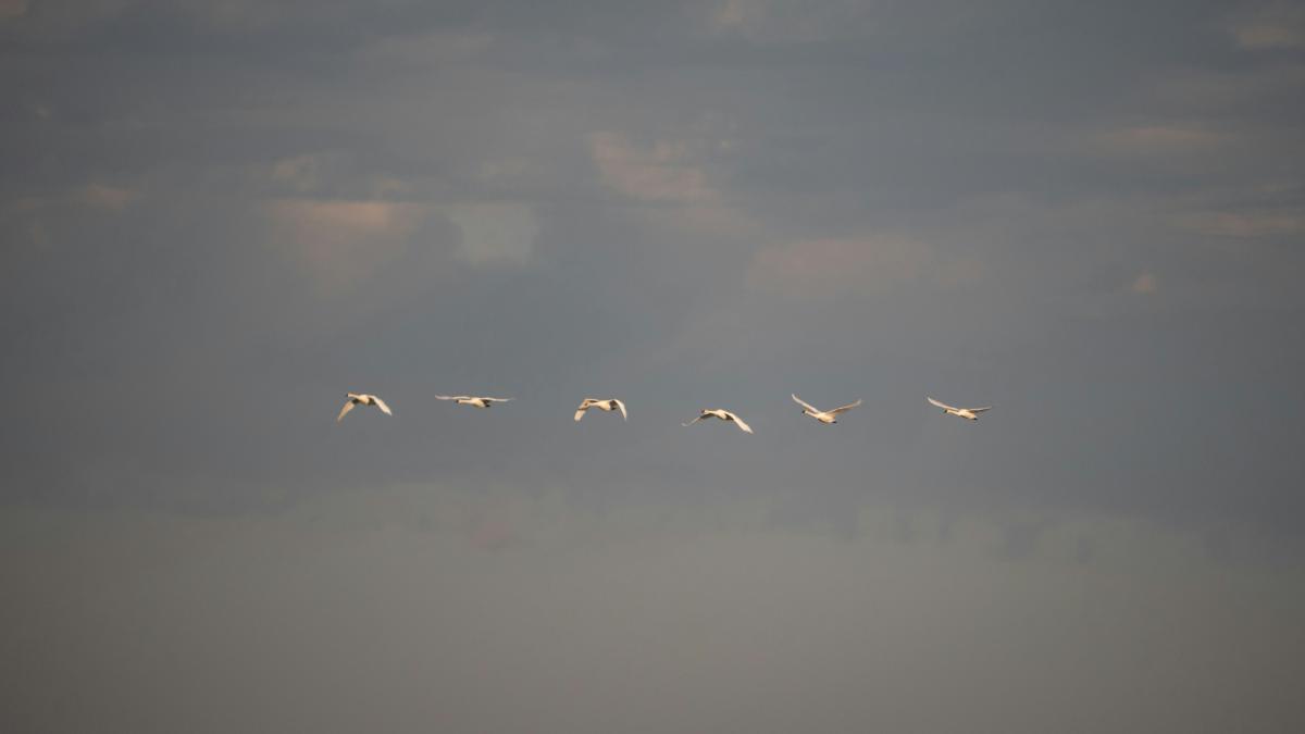 a flock of birds flying through a cloudy sky