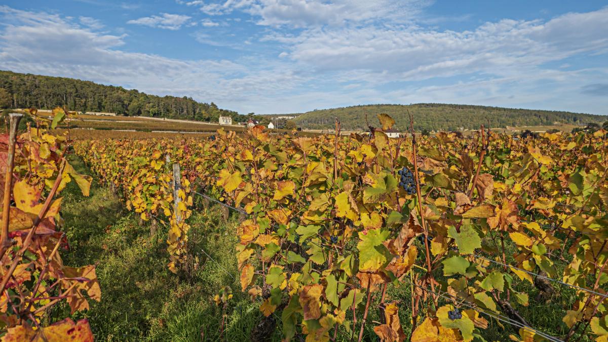 a field full of lots of green and yellow leaves