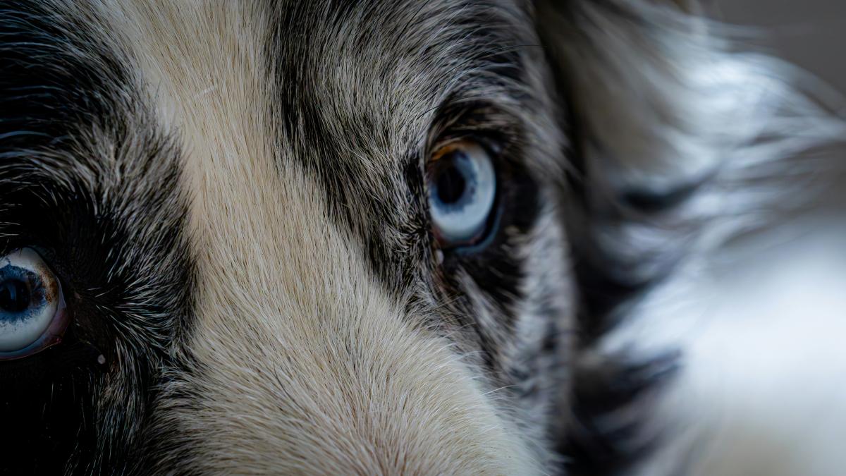 a close up of a dog's face with blue eyes