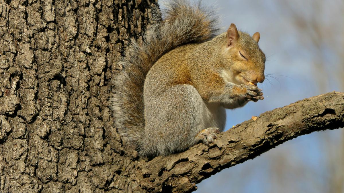 a squirrel is sitting on a tree branch