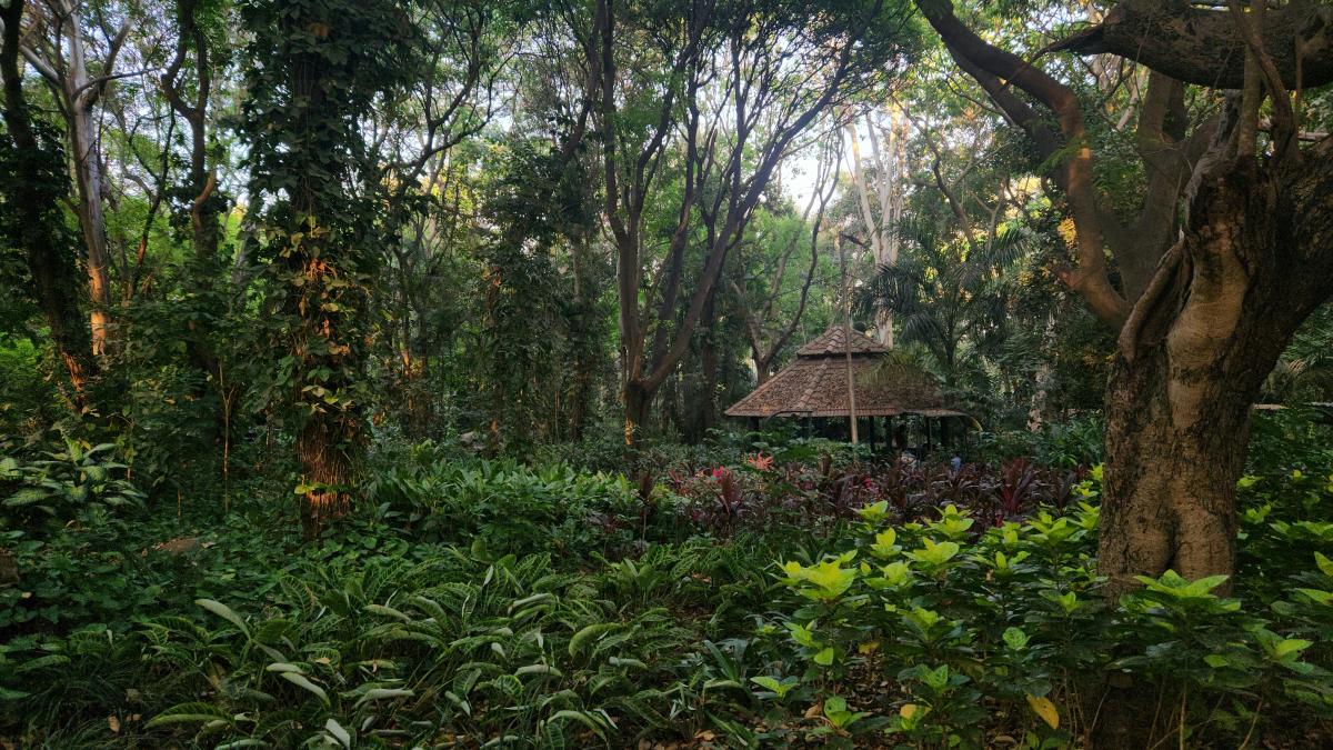 a gazebo in the middle of a lush green forest