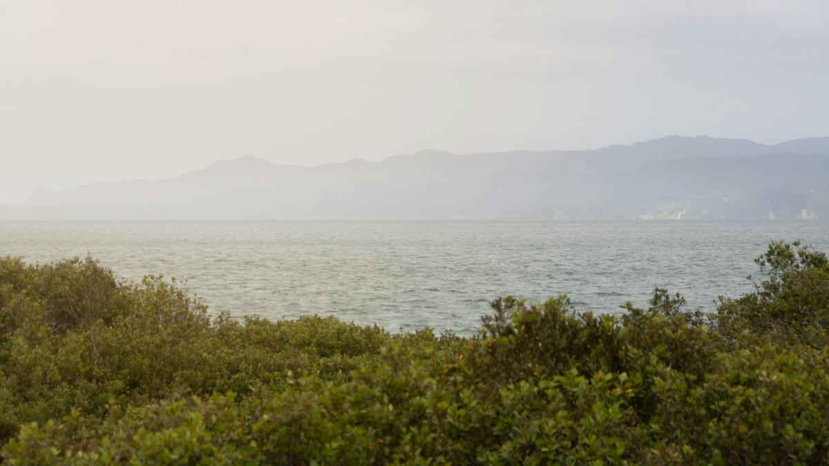 a couple of sheep standing on top of a lush green hillside