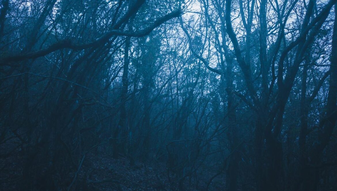 a dark forest filled with lots of trees