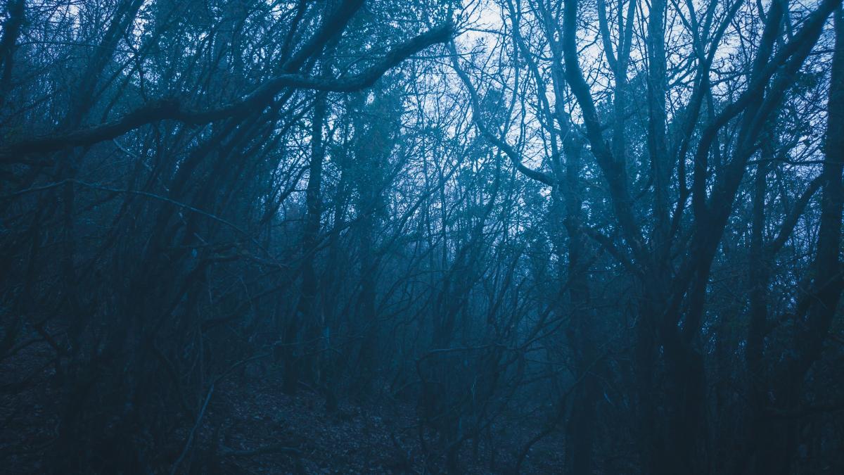 a dark forest filled with lots of trees
