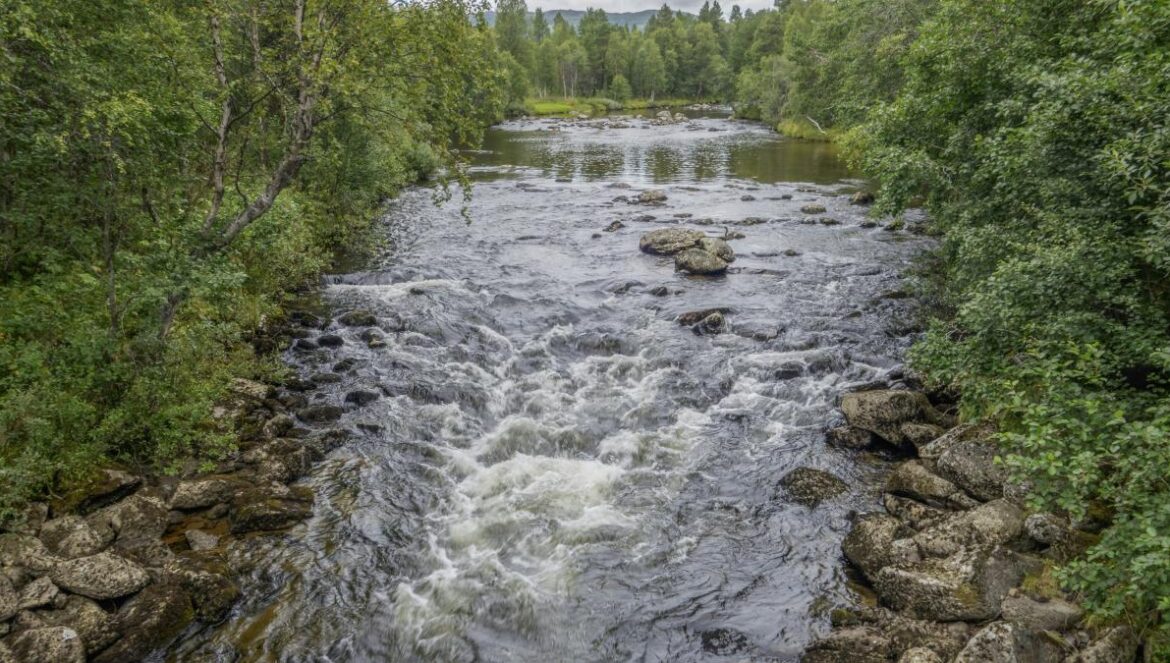 a river running through a lush green forest