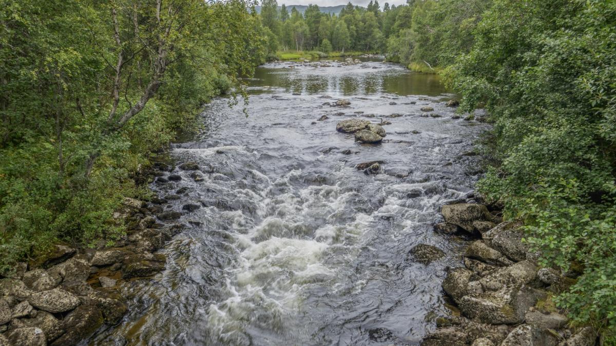 a river running through a lush green forest