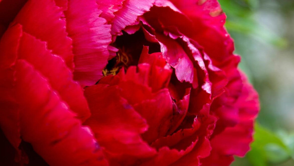 a close up of a large red flower