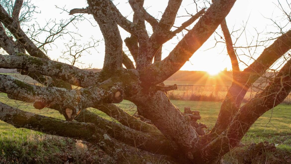 the sun is setting behind a tree in a field
