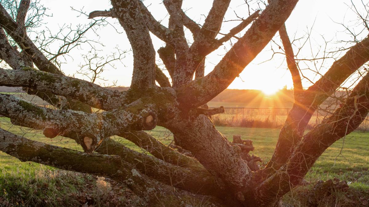 the sun is setting behind a tree in a field